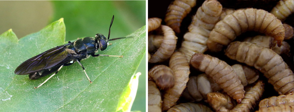 4-insekten-als-proteinquelle-hoou